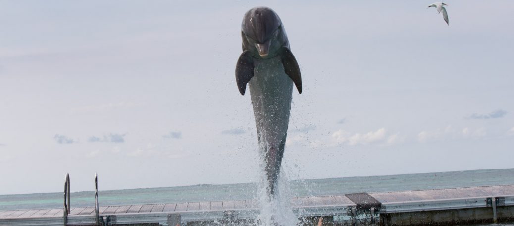 swimming with dolphins